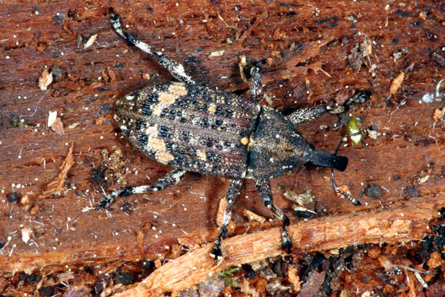 Pissodes piceae - Copyright Denis Bourgeois